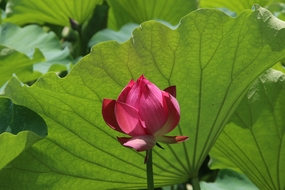 夏日荷塘荷叶荷花花苞图片